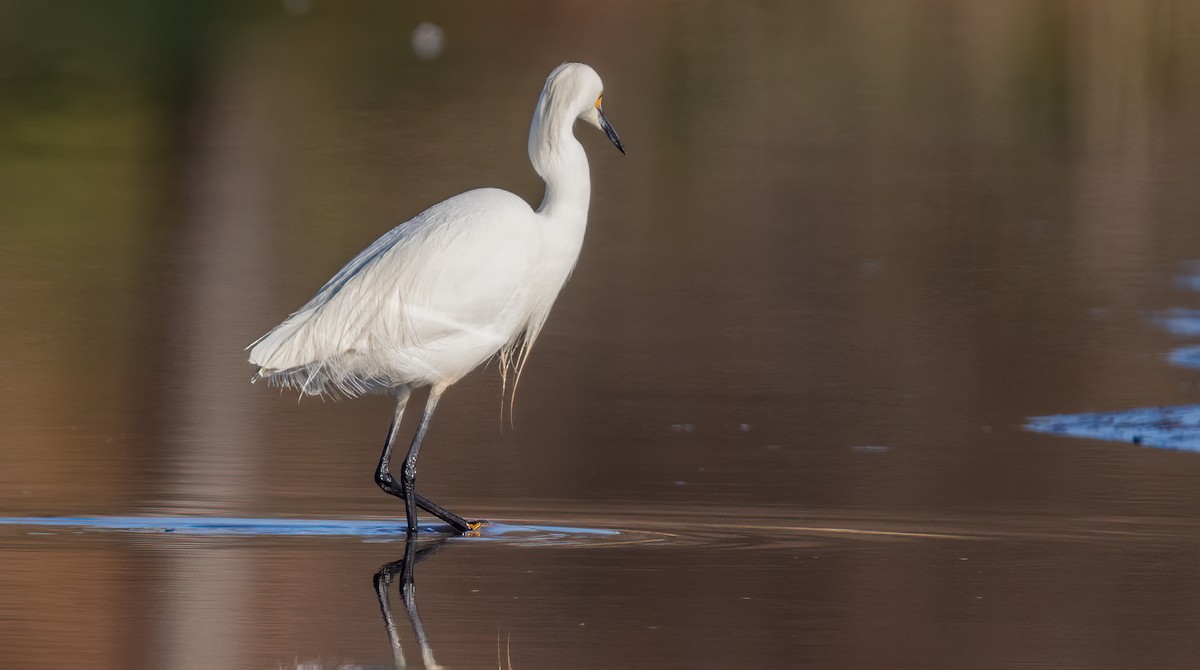 Snowy Egret - ML620467040