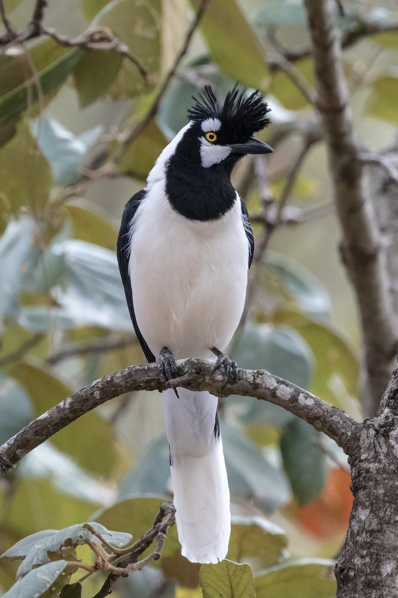 Tufted Jay - ML620467041