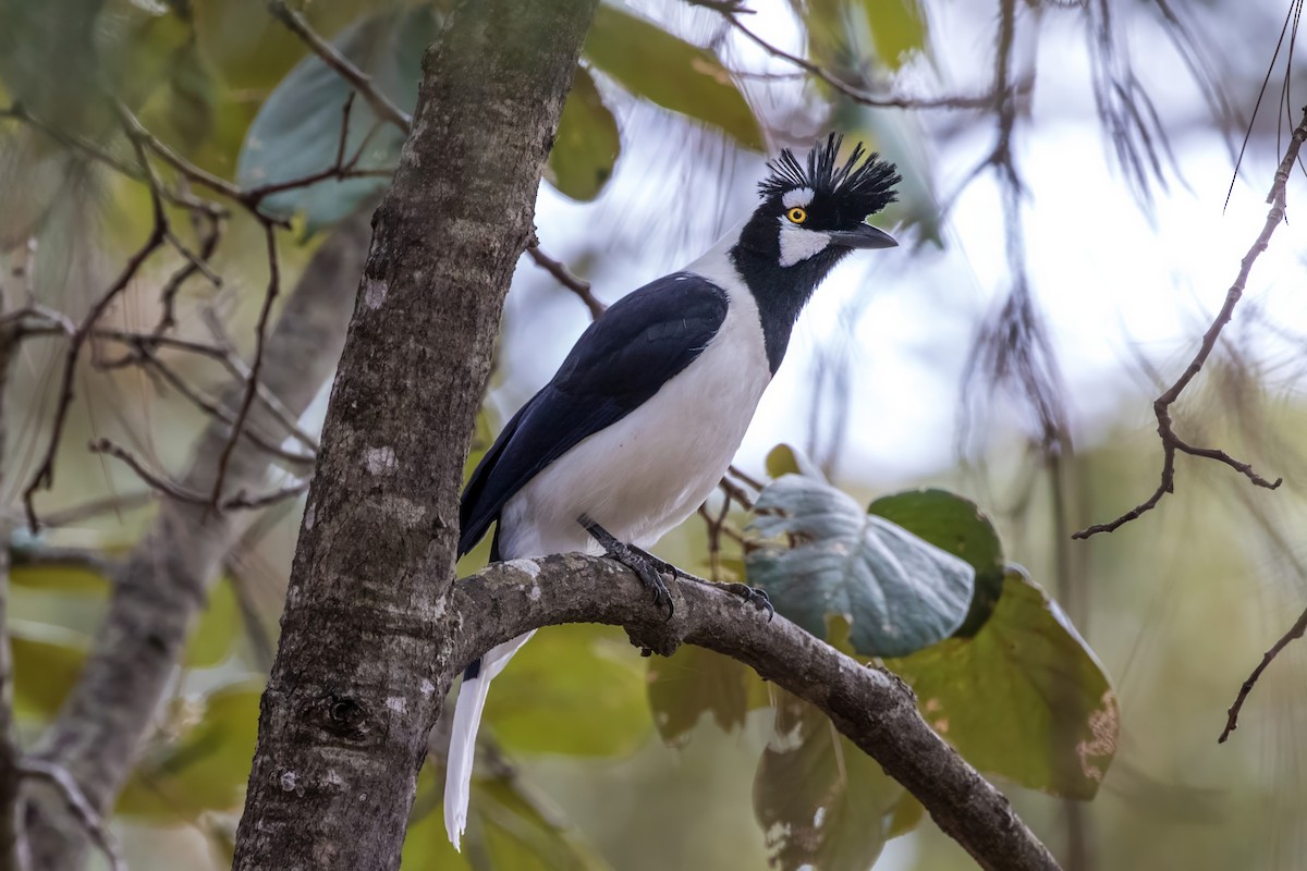 Tufted Jay - ML620467042