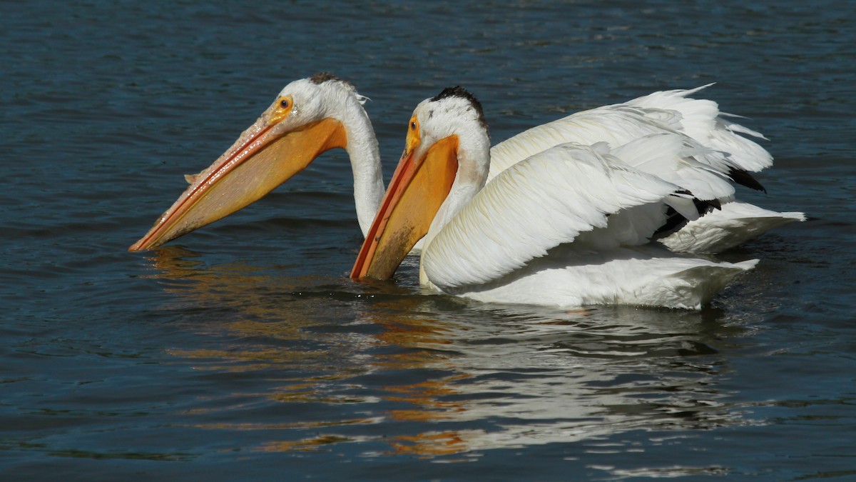 American White Pelican - ML620467046