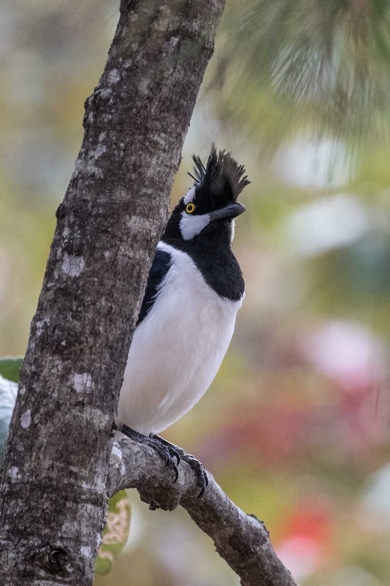 Tufted Jay - ML620467048