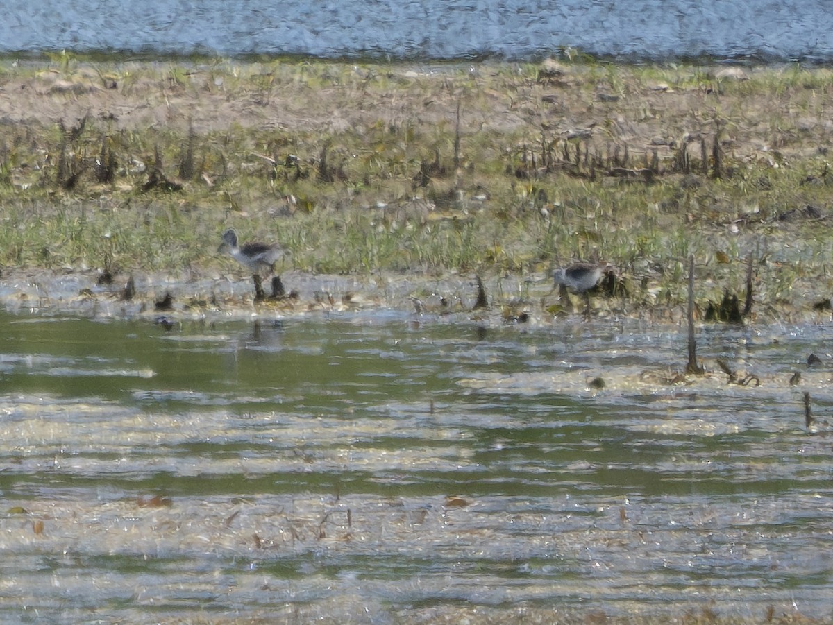 Black-necked Stilt - ML620467052