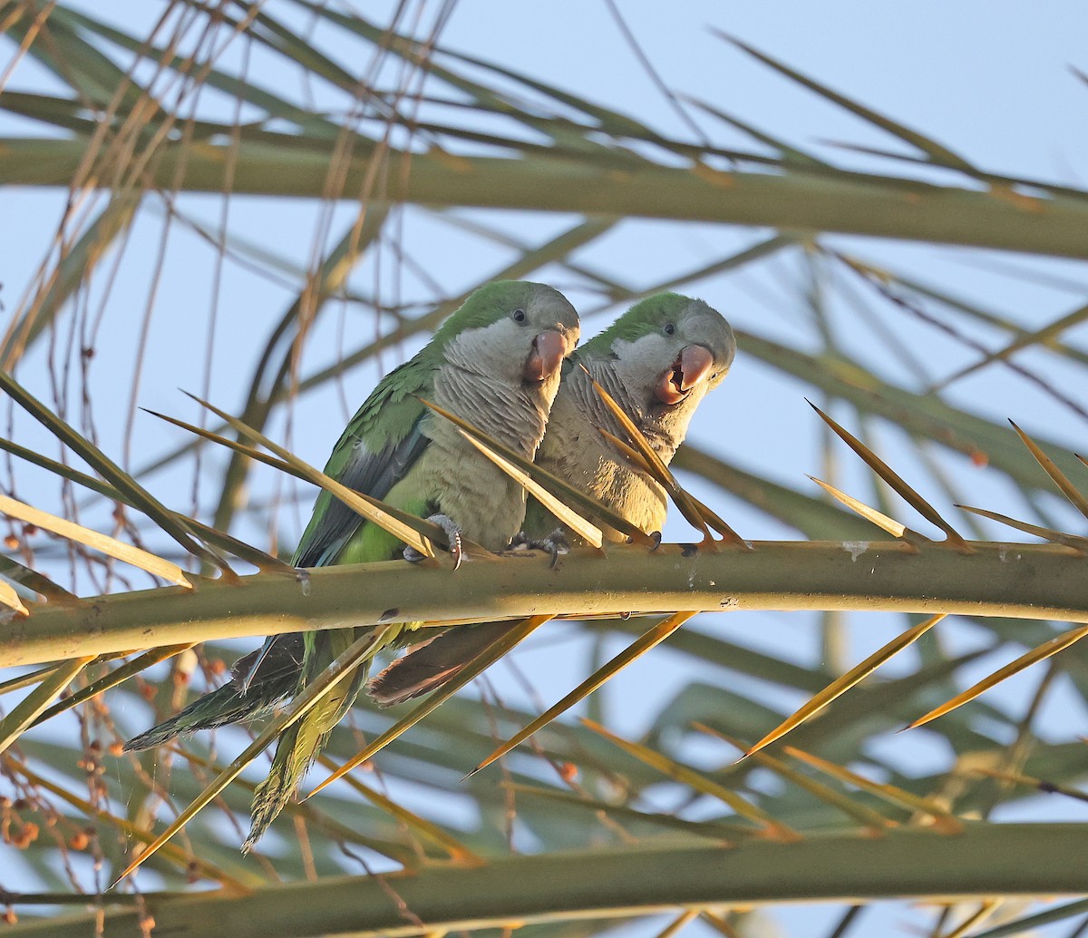 Monk Parakeet - Dale Clark