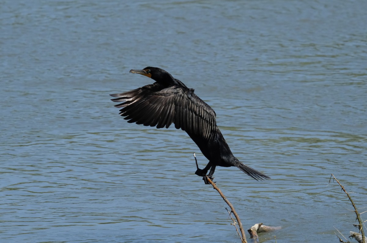 Double-crested Cormorant - ML620467058