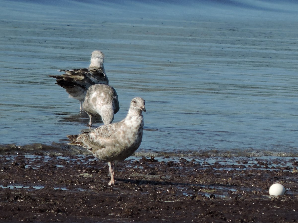 Herring Gull - Luis Mendes