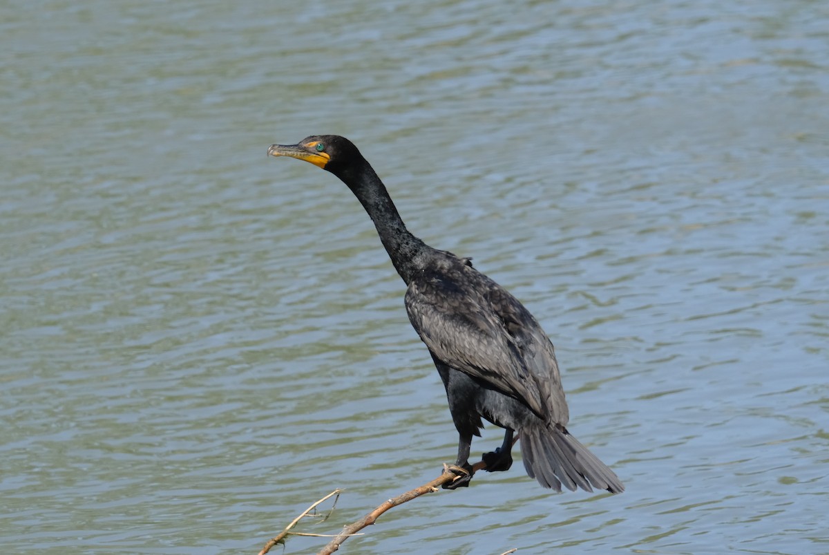 Double-crested Cormorant - ML620467060