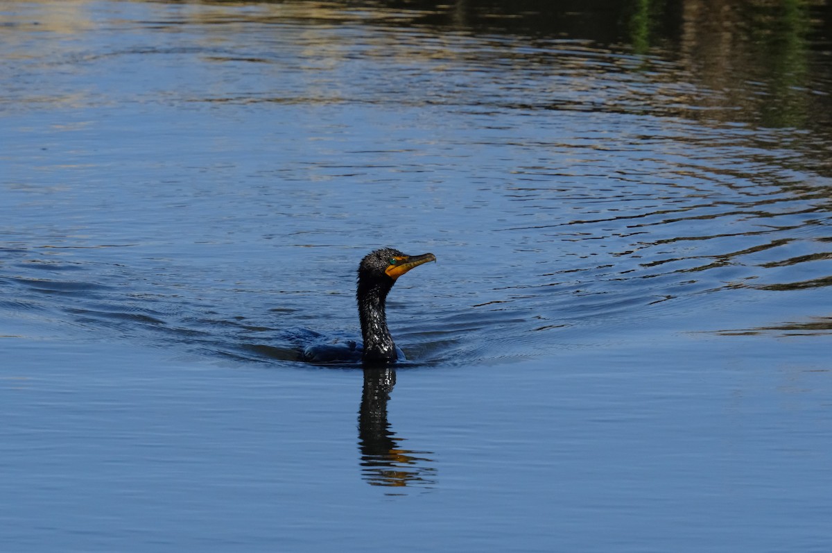 Double-crested Cormorant - ML620467061