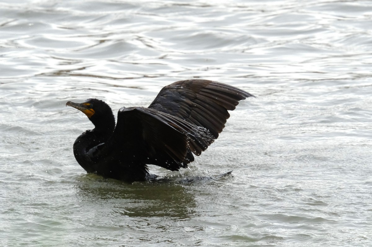 Double-crested Cormorant - ML620467062