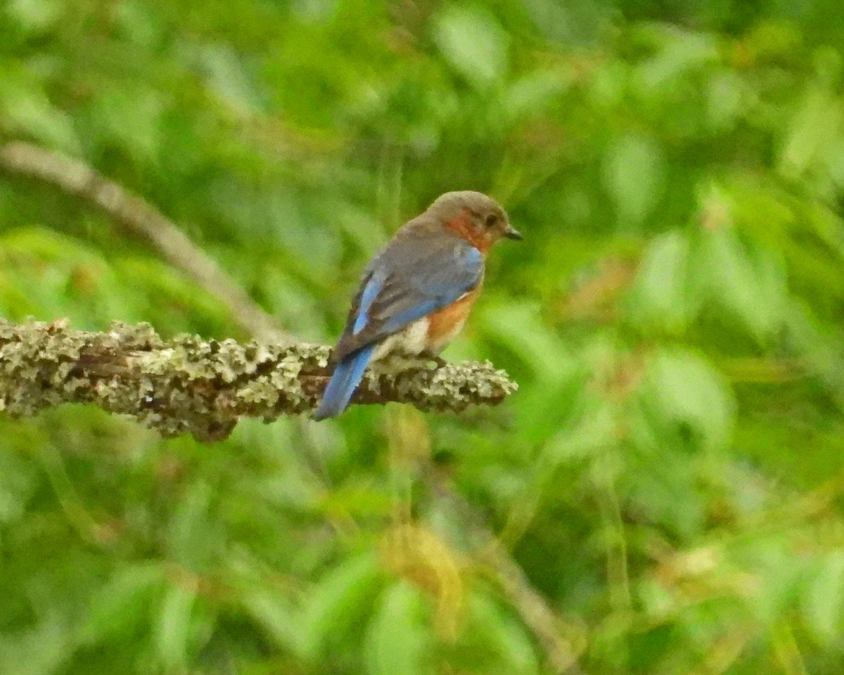 Eastern Bluebird - ML620467071