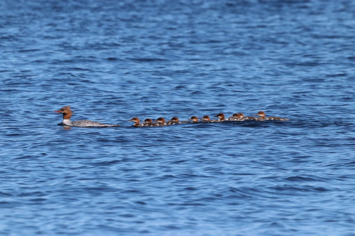 Common Merganser - ML620467073