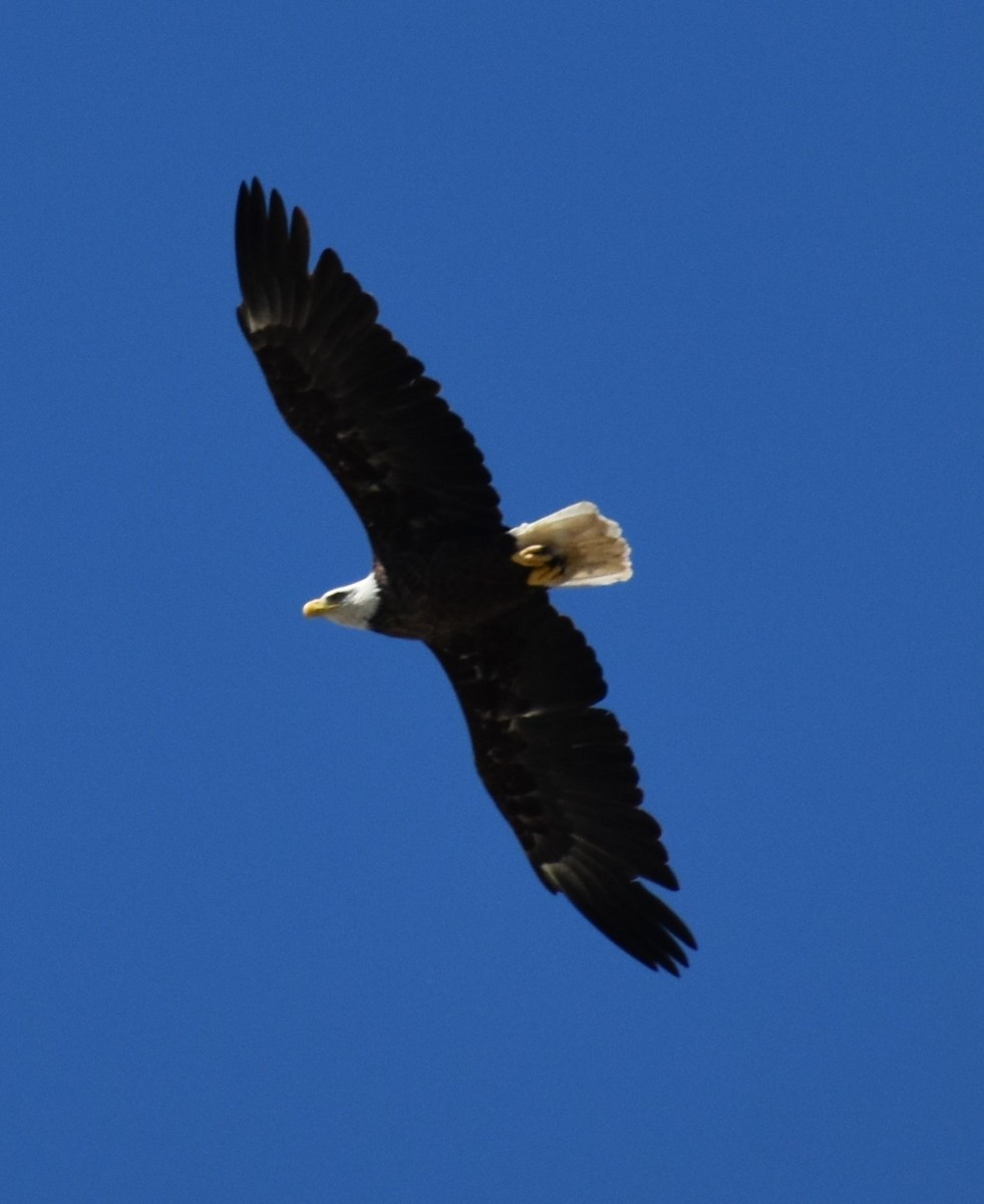 Bald Eagle - ML620467079