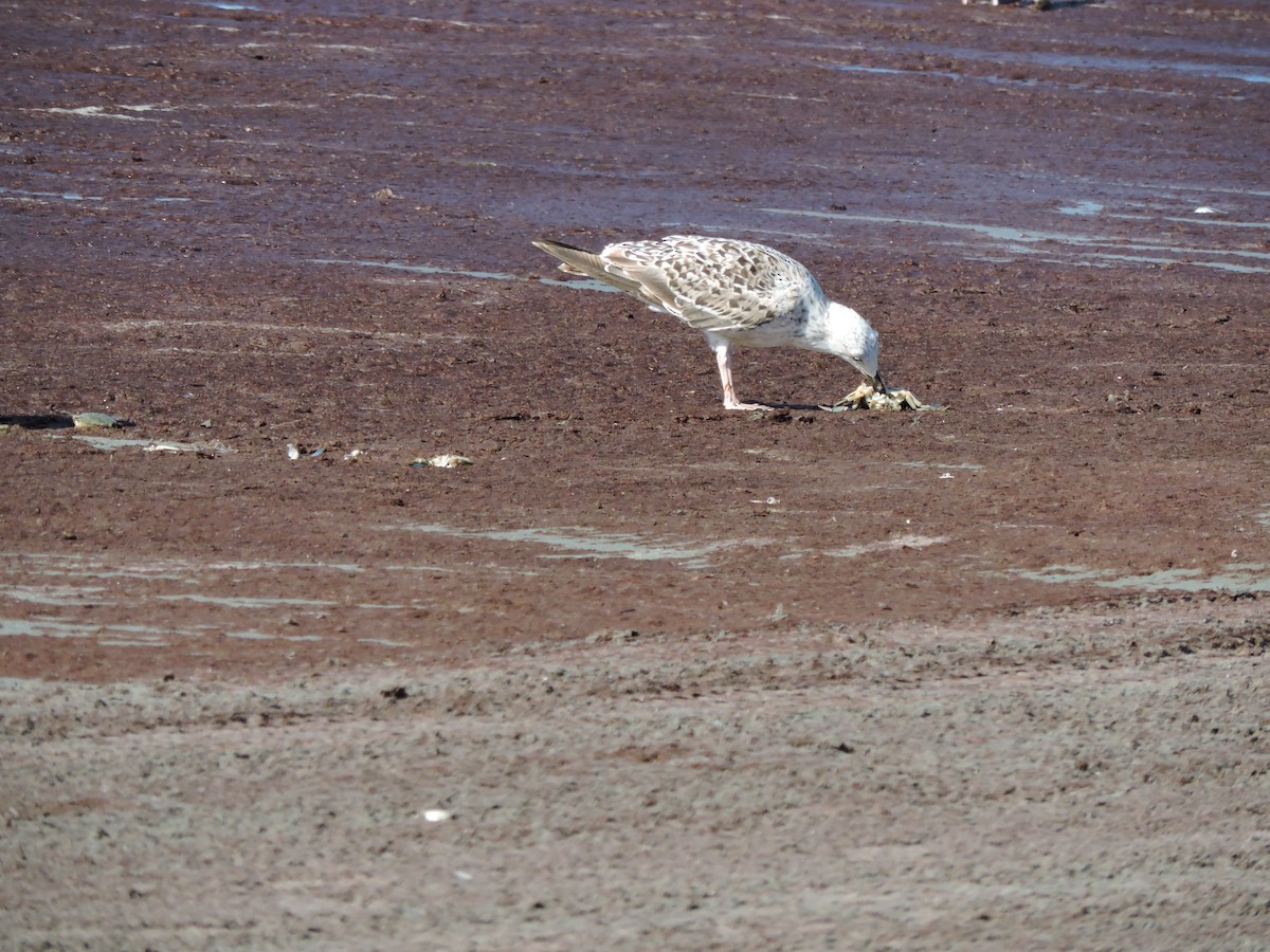 Great Black-backed Gull - ML620467083