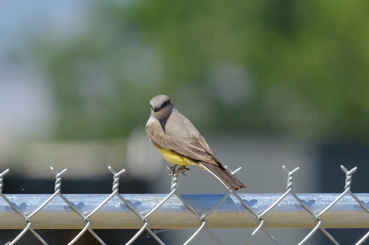 Western Kingbird - Klaus Bielefeldt