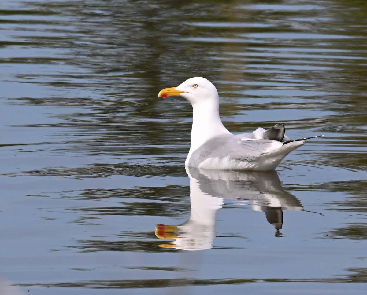 racek stříbřitý (ssp. smithsonianus) - ML620467086