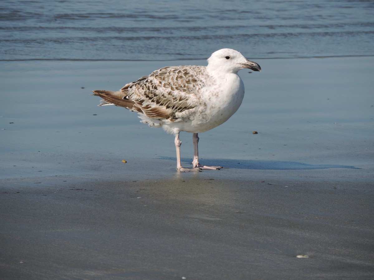 Great Black-backed Gull - Luis Mendes