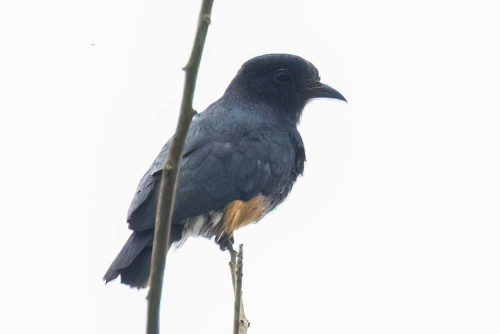 Swallow-winged Puffbird - ML620467091