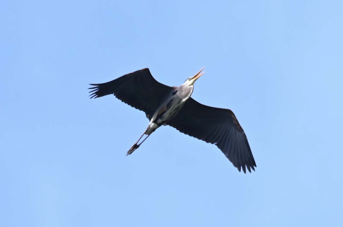 Great Blue Heron - ML620467093