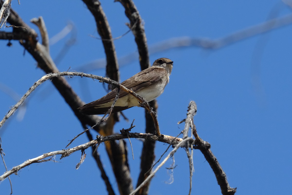 Northern Rough-winged Swallow - ML620467094