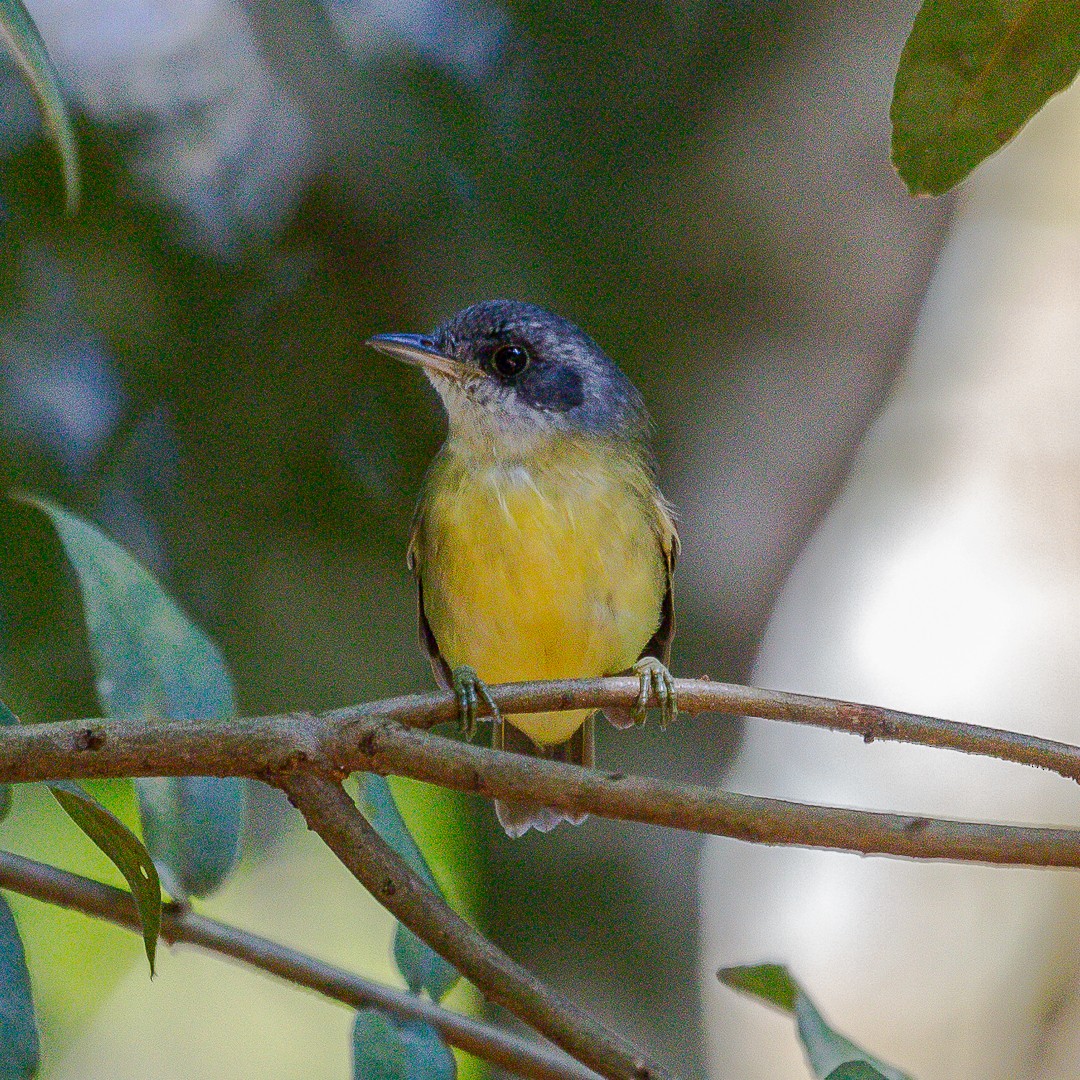 Plain Antvireo - ML620467102