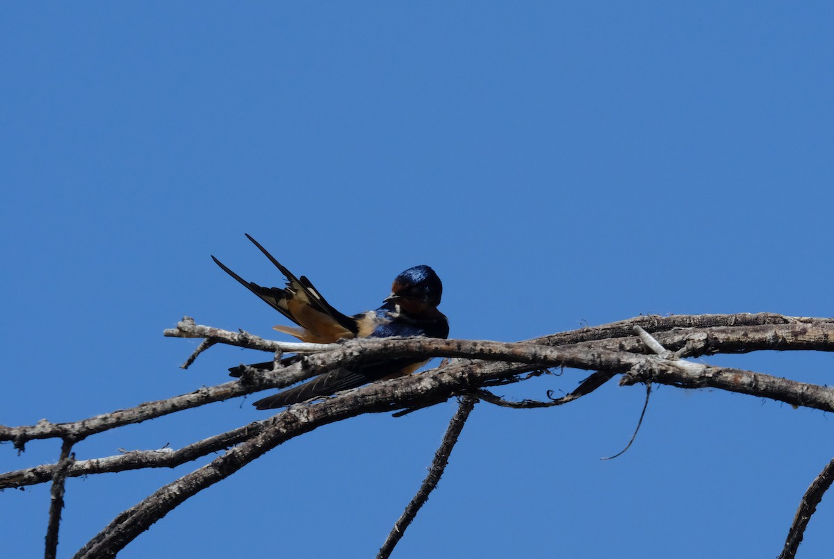 Barn Swallow - ML620467108