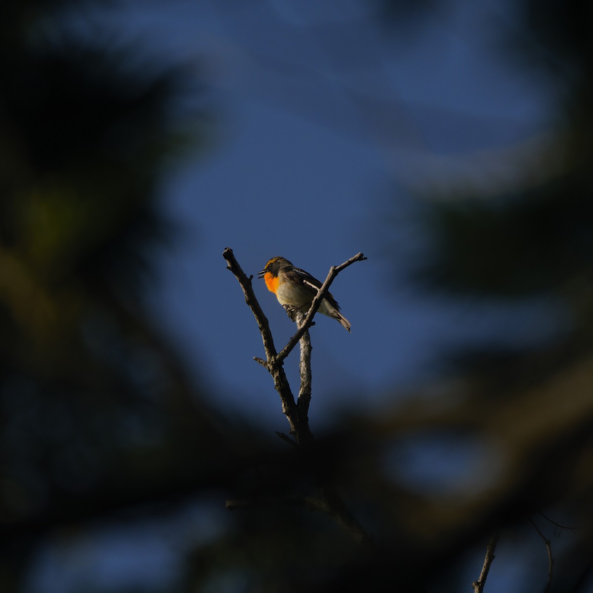 Narcissus Flycatcher - ML620467109