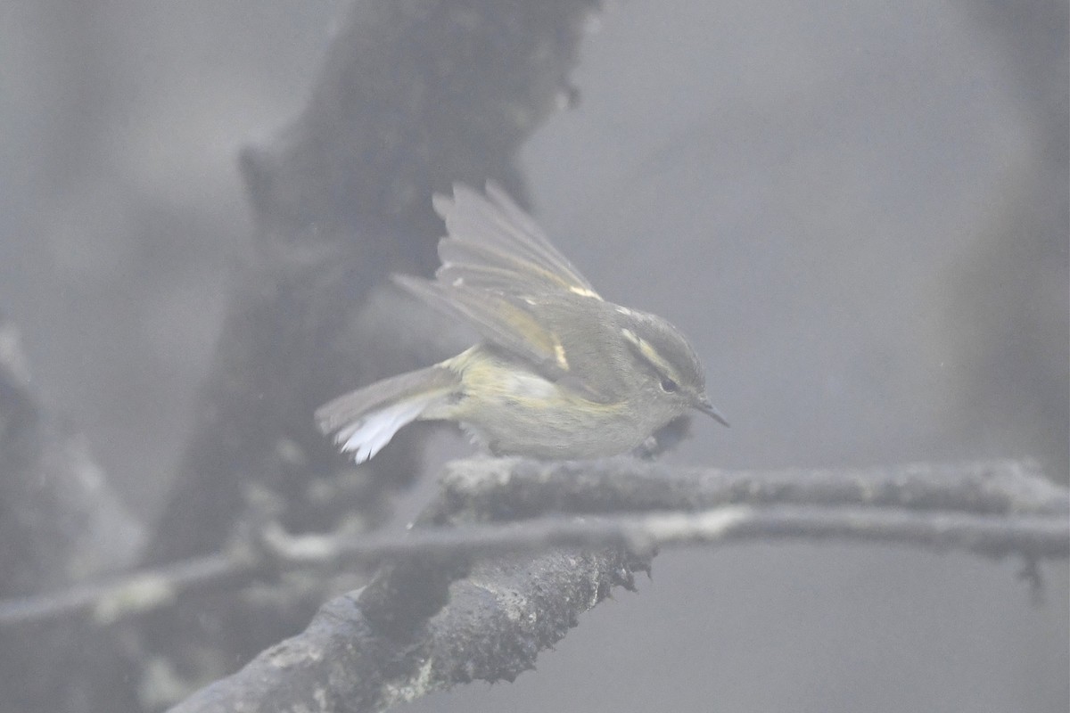 Buff-barred Warbler - ML620467110