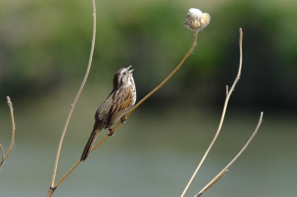 Song Sparrow - ML620467117