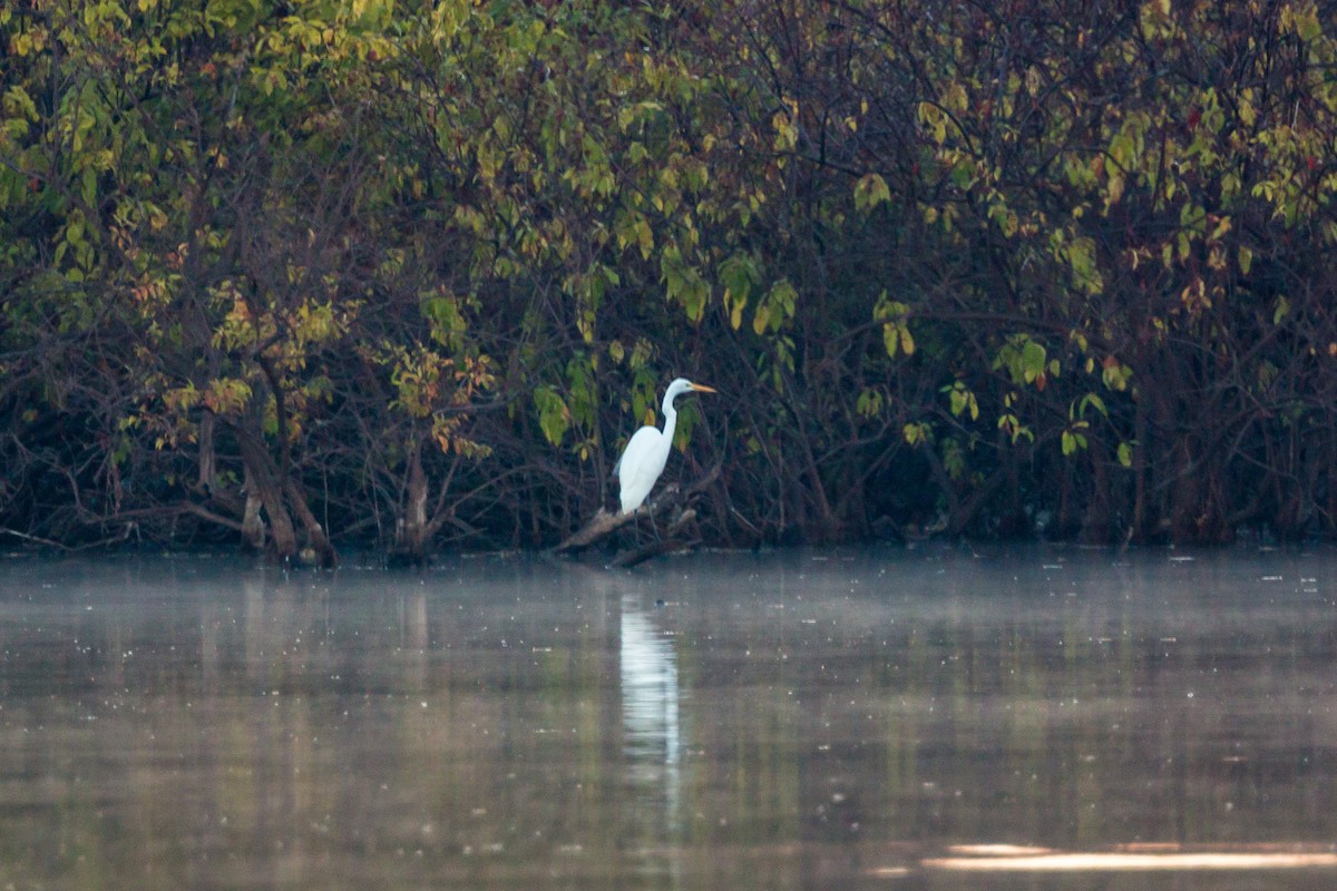 Grande Aigrette - ML620467119