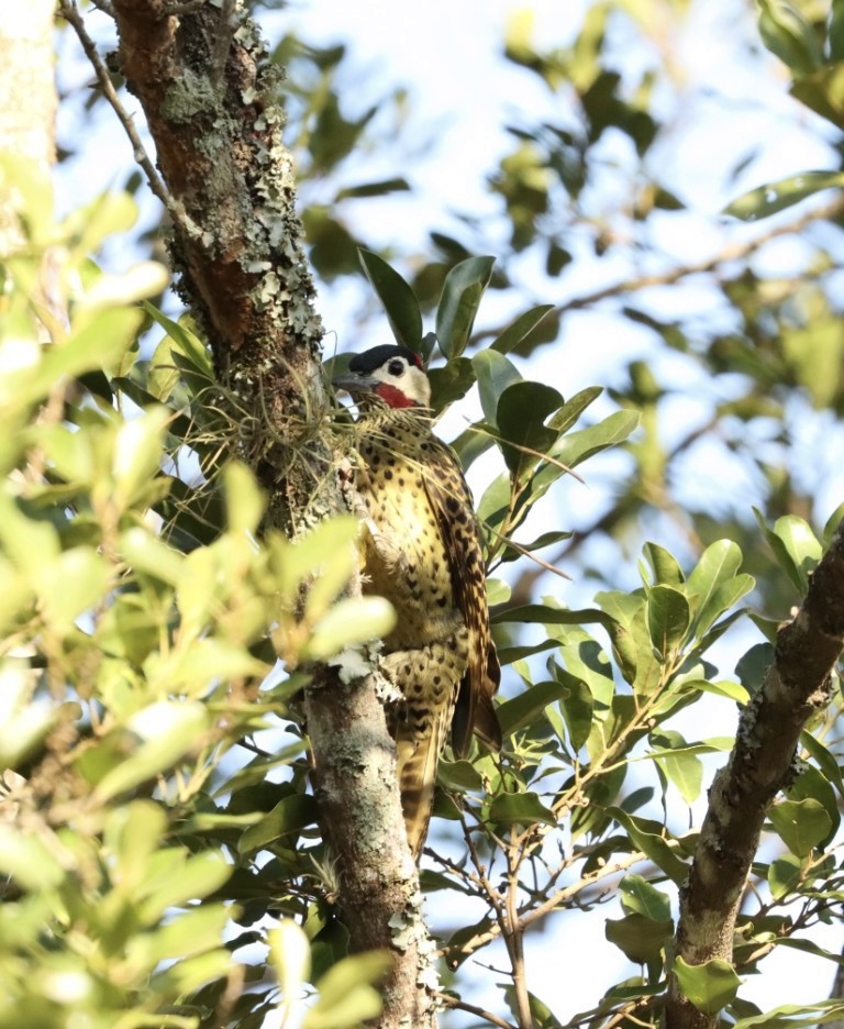 Green-barred Woodpecker - ML620467120