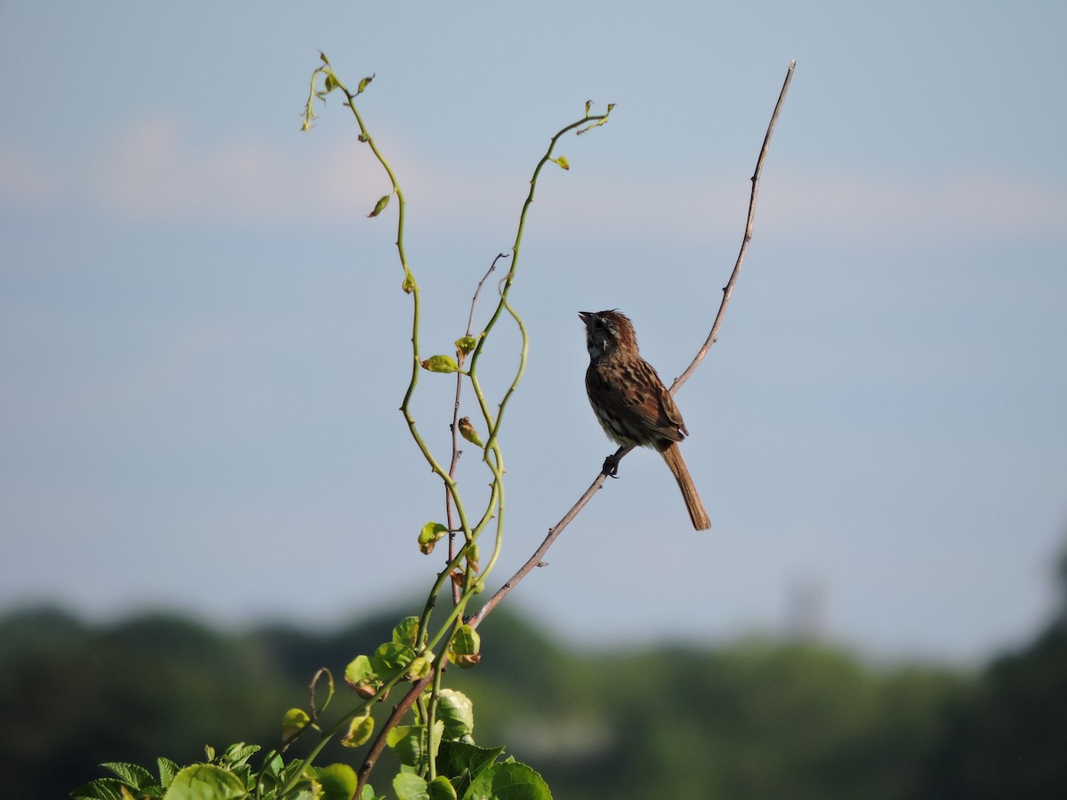 Song Sparrow - ML620467121