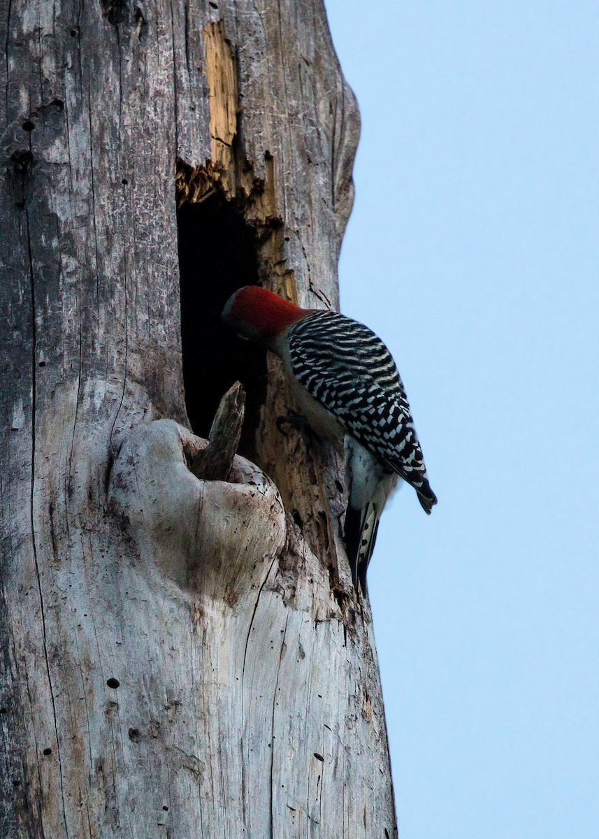 Red-bellied Woodpecker - William Clark