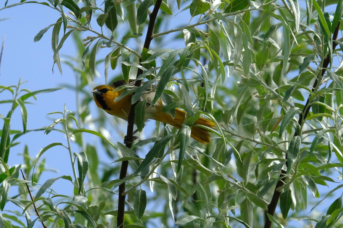 Bullock's Oriole - ML620467136