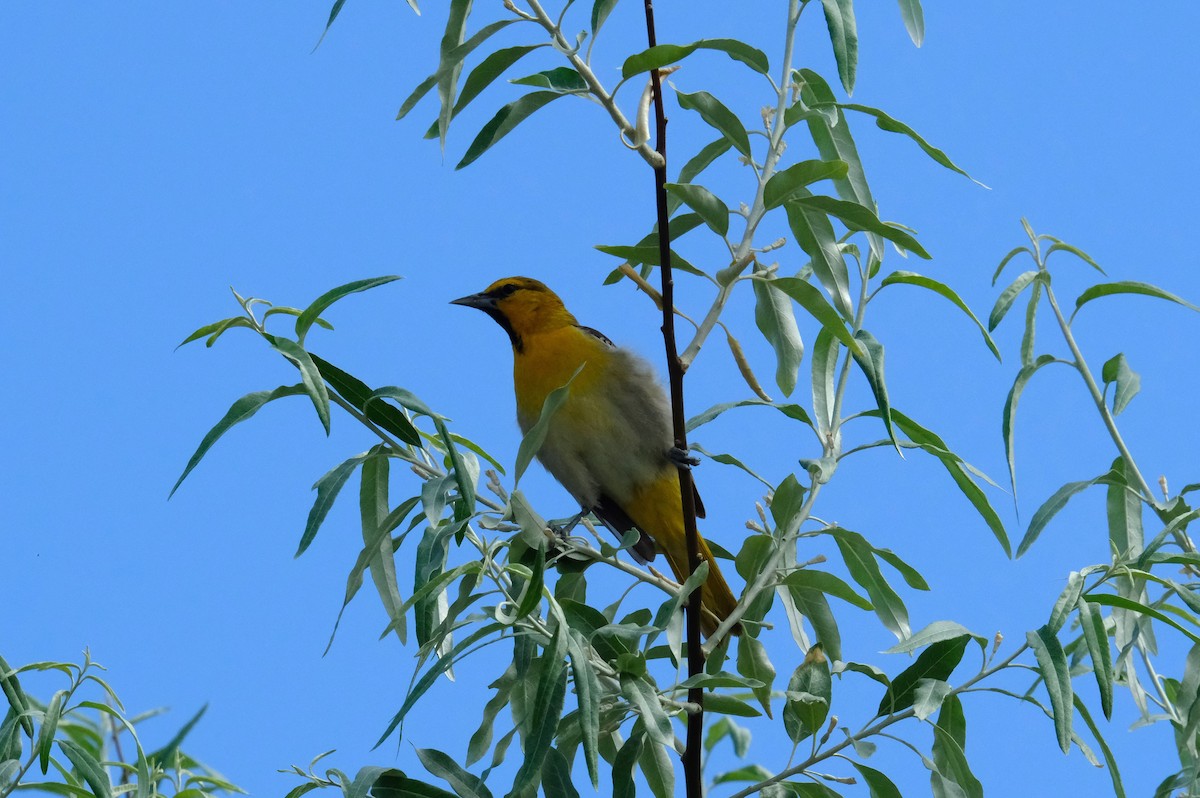 Bullock's Oriole - ML620467138