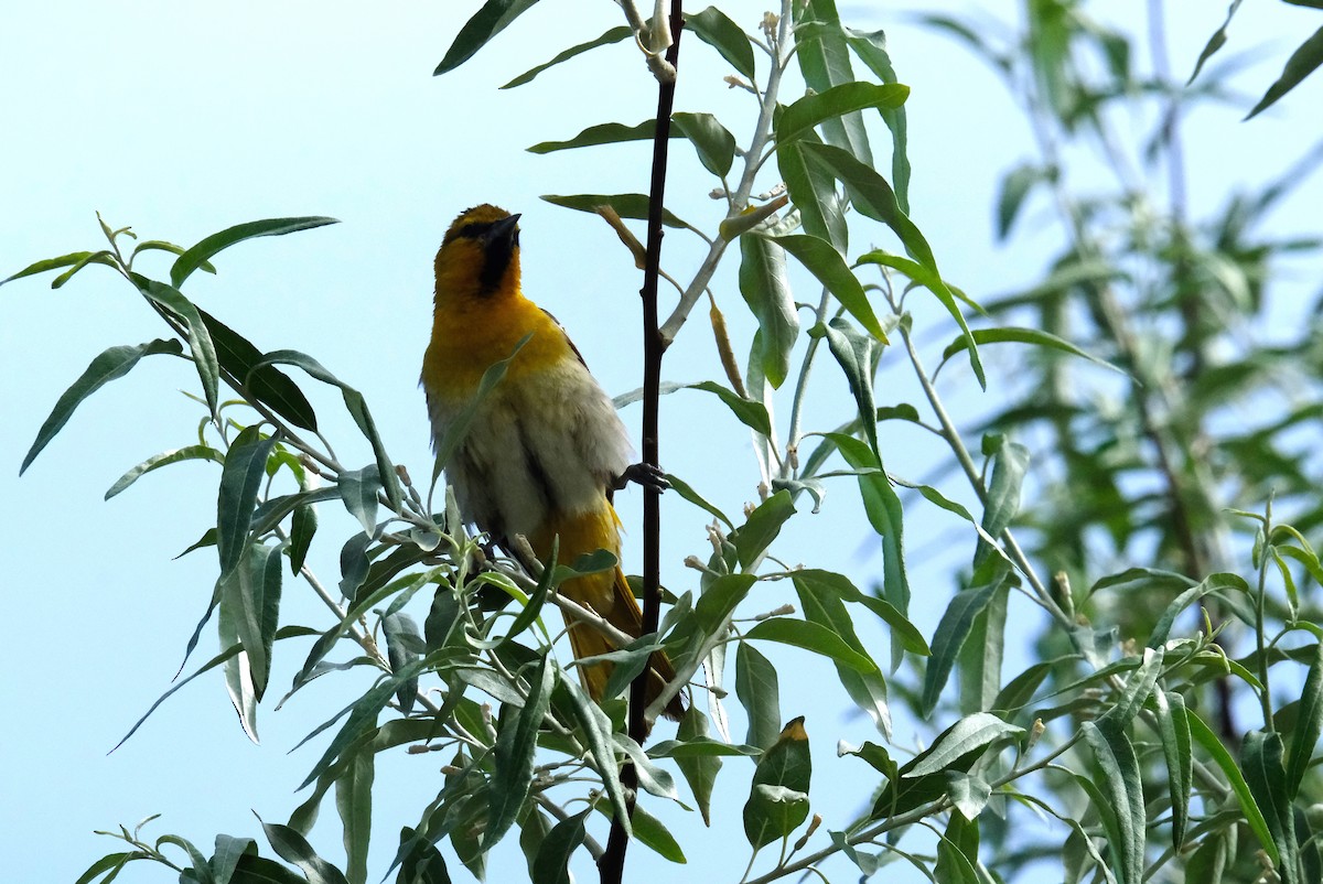 Bullock's Oriole - ML620467141