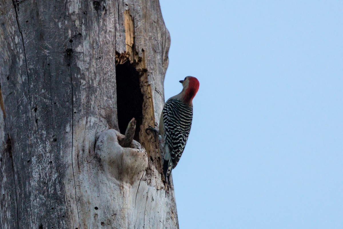 Red-bellied Woodpecker - ML620467142