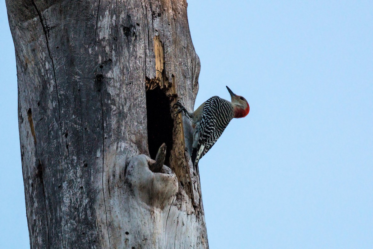 Red-bellied Woodpecker - ML620467144