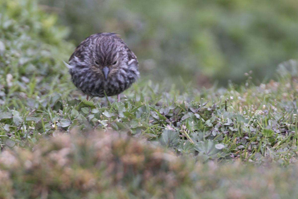 Plumbeous Sierra Finch - ML620467145