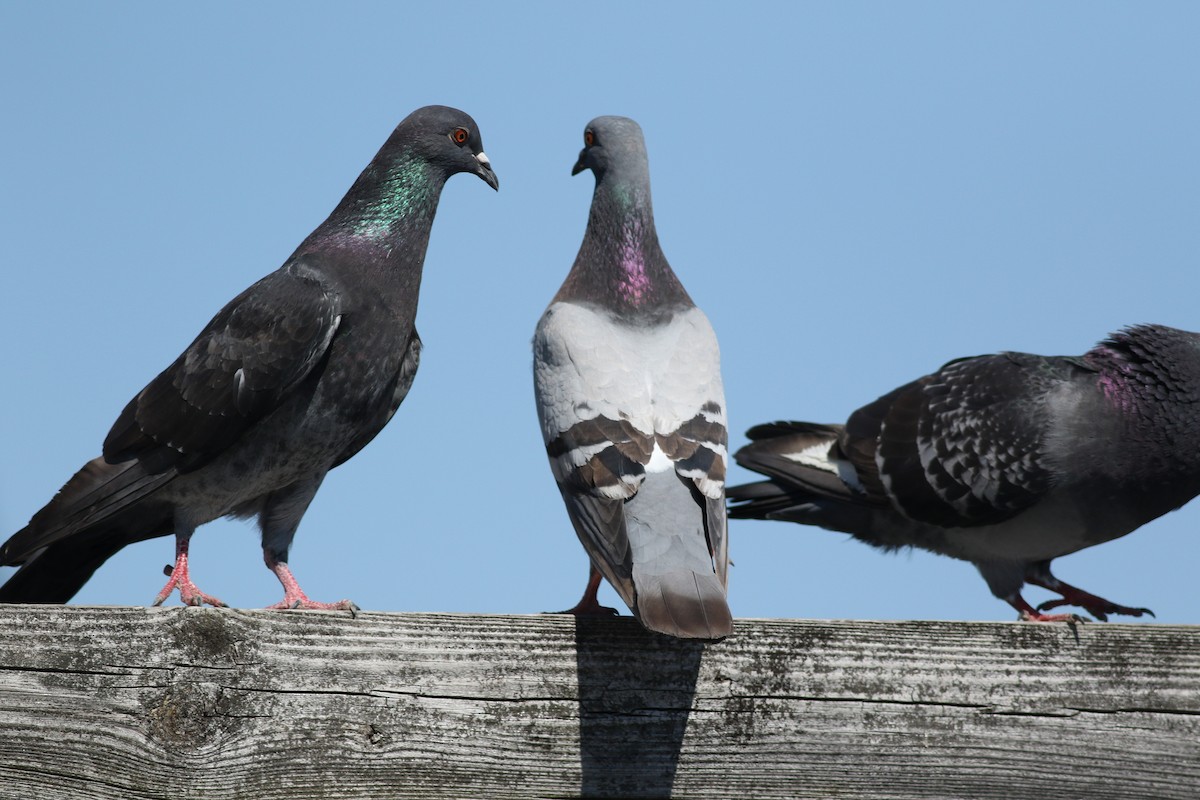 Pigeon biset (forme domestique) - ML620467147