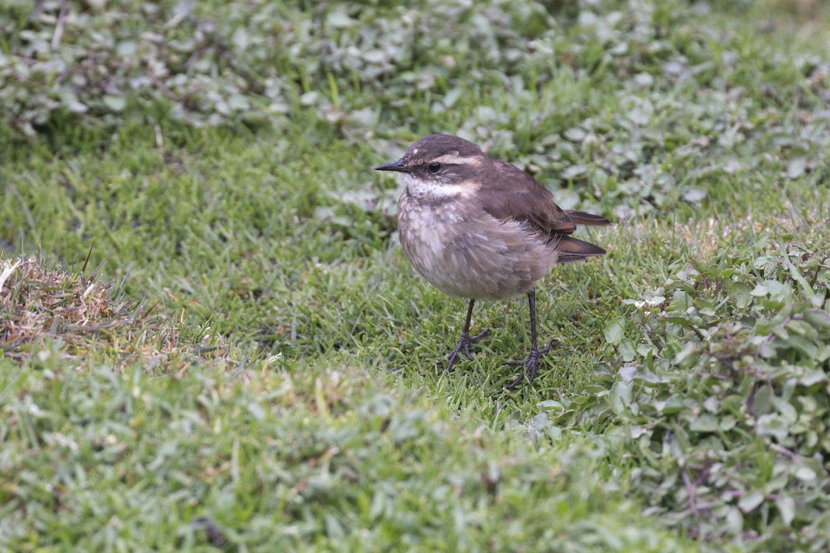 Cinclode du paramo - ML620467160