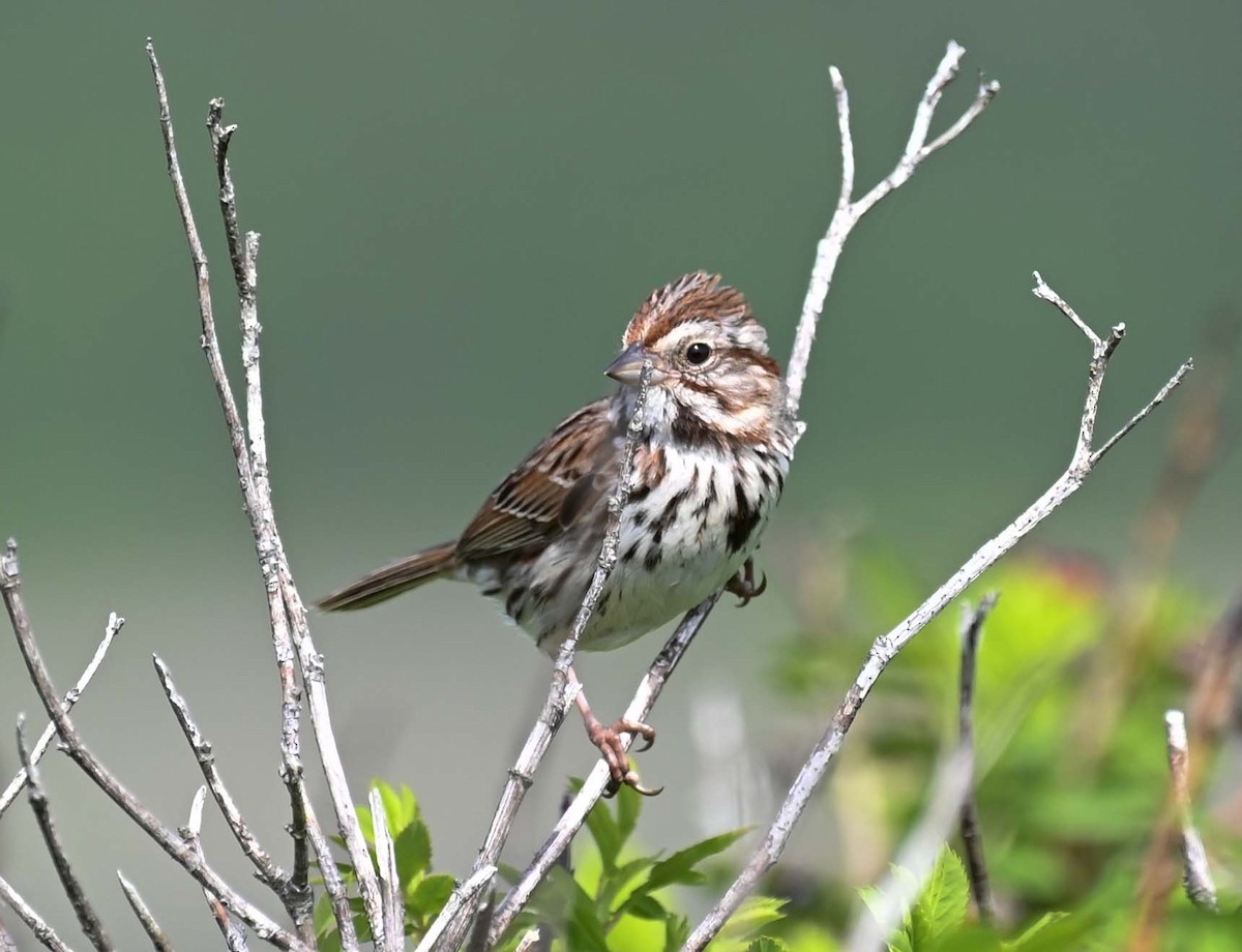 Song Sparrow - ML620467162