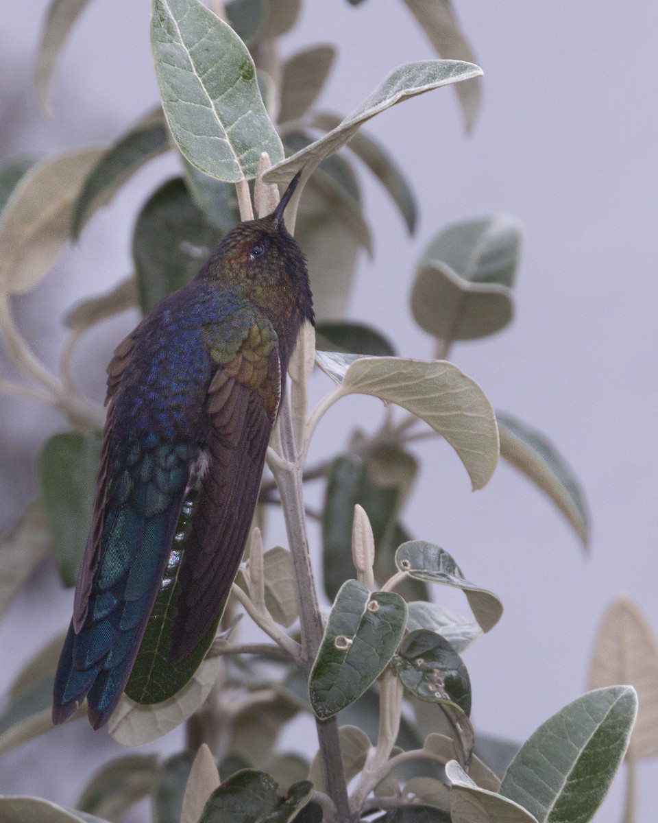 kolibřík modropláštíkový - ML620467168