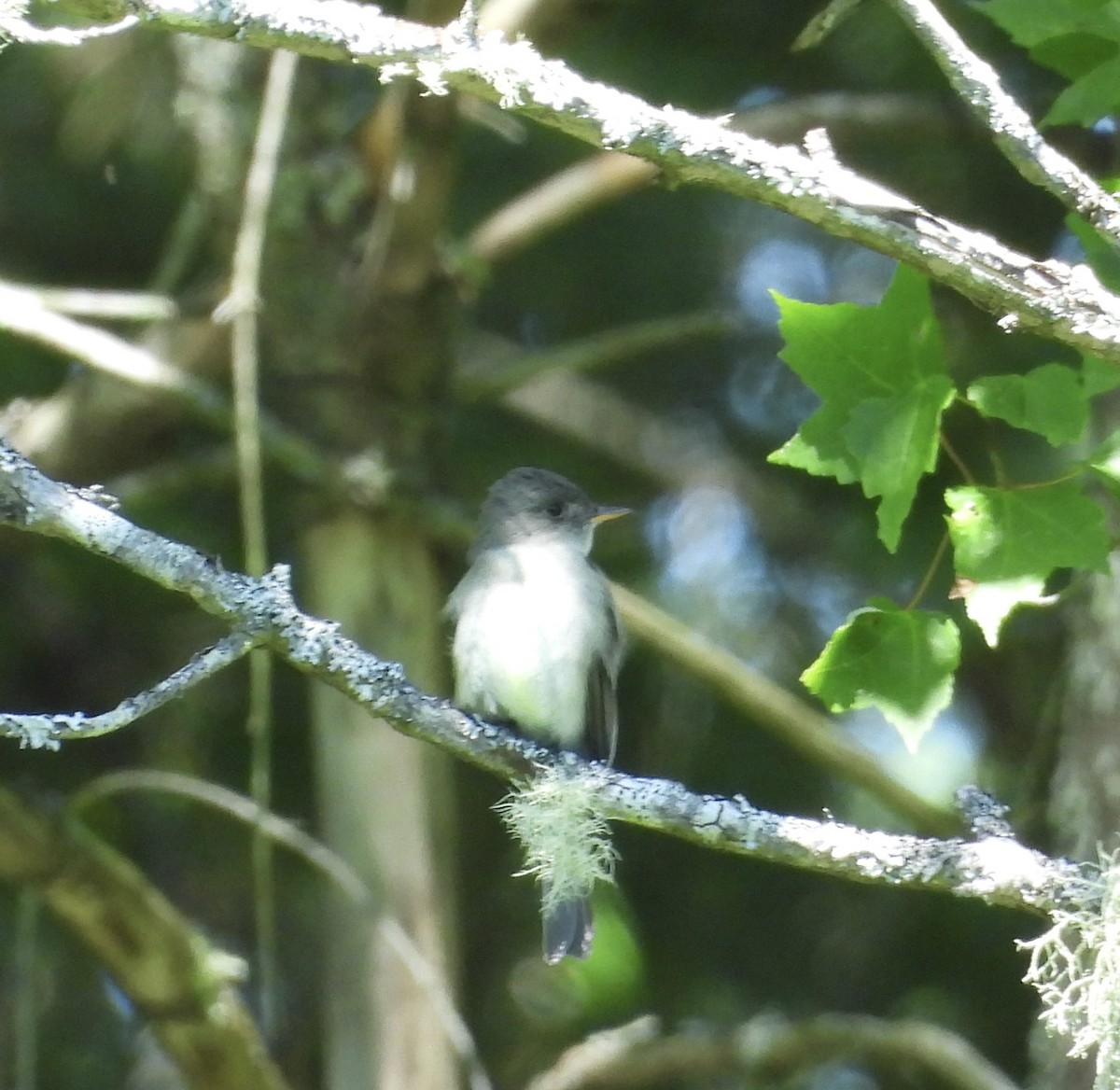 Eastern Wood-Pewee - ML620467172