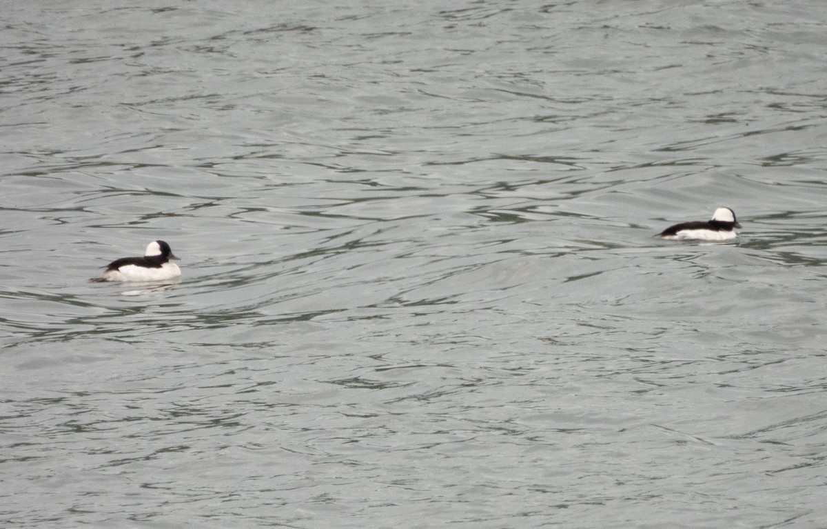 Bufflehead - ML620467176