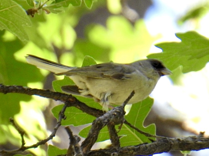 Dark-eyed Junco - ML620467179