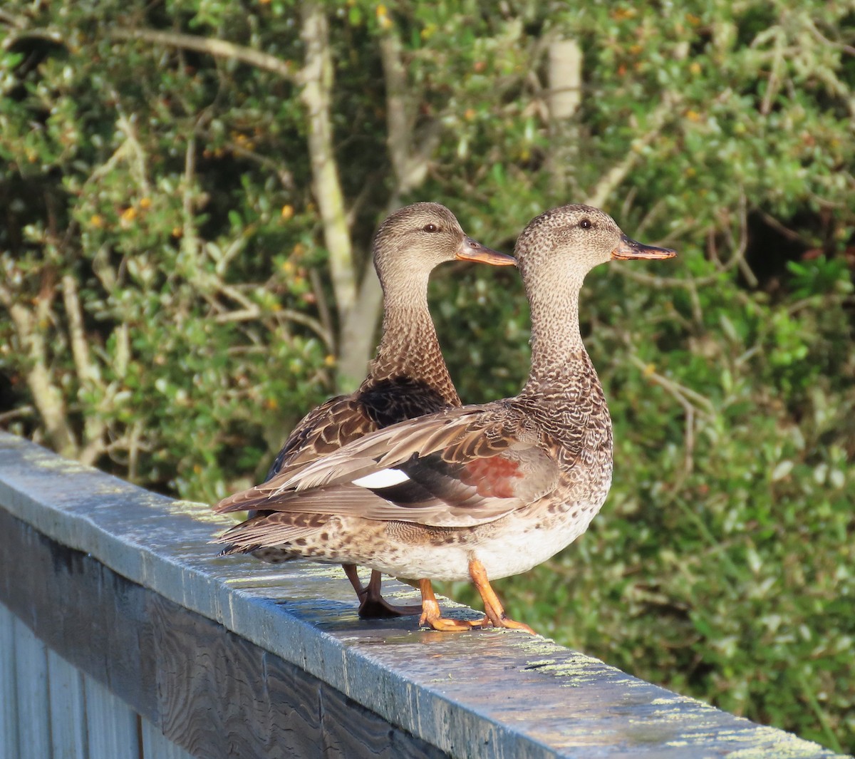 Gadwall - ML620467180