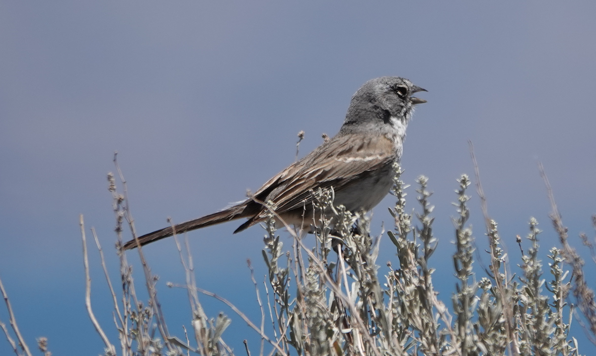 Chingolo de Nevada - ML620467182