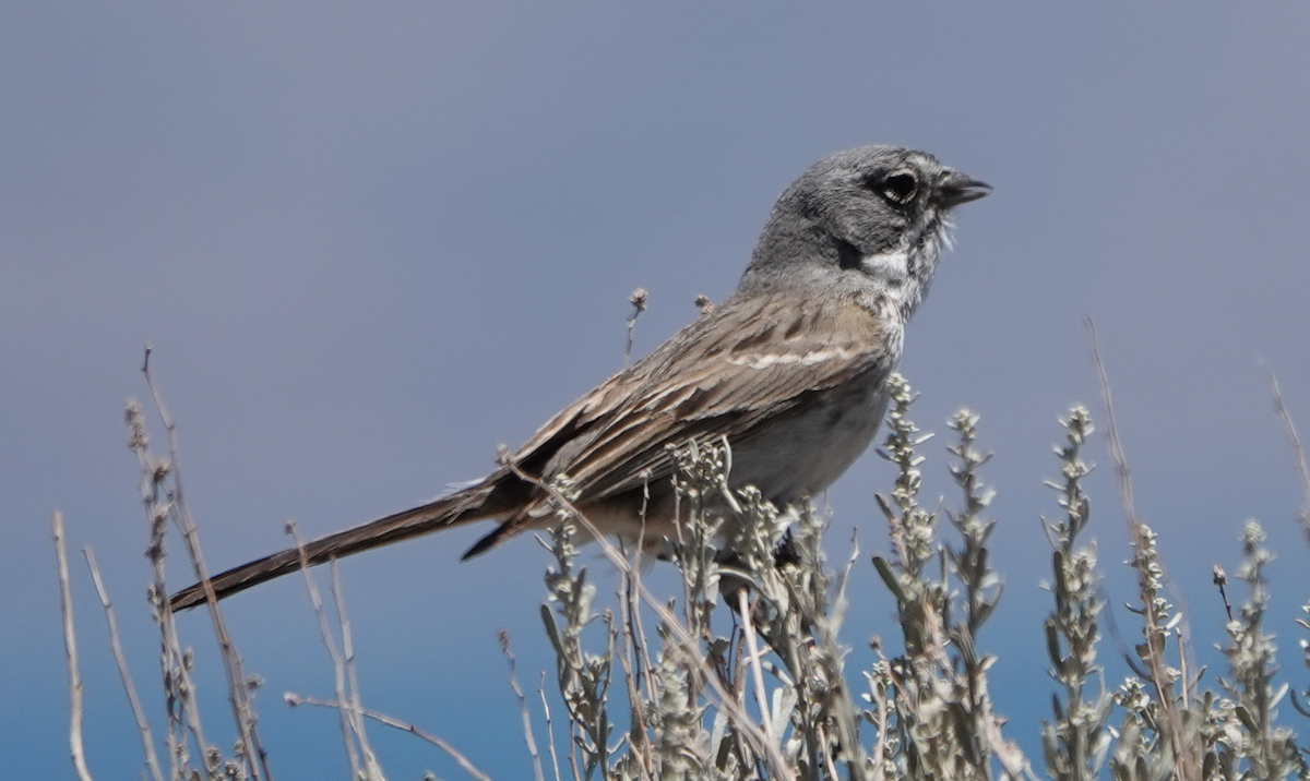 Sagebrush Sparrow - ML620467184