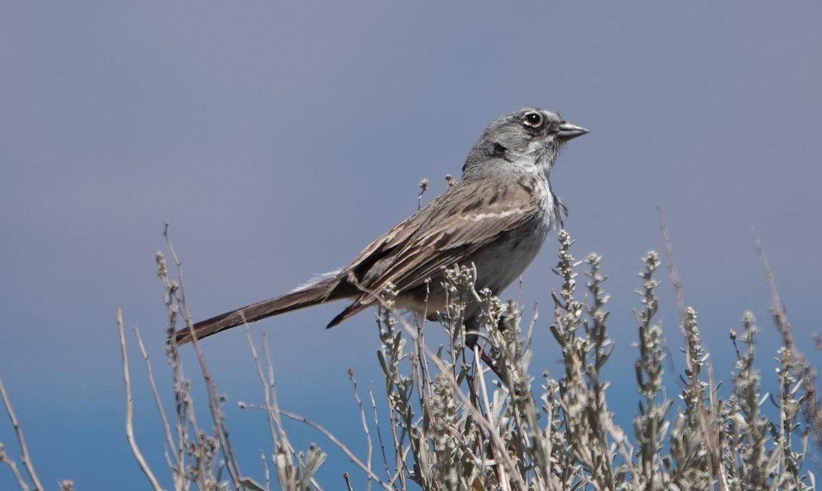 Chingolo de Nevada - ML620467186