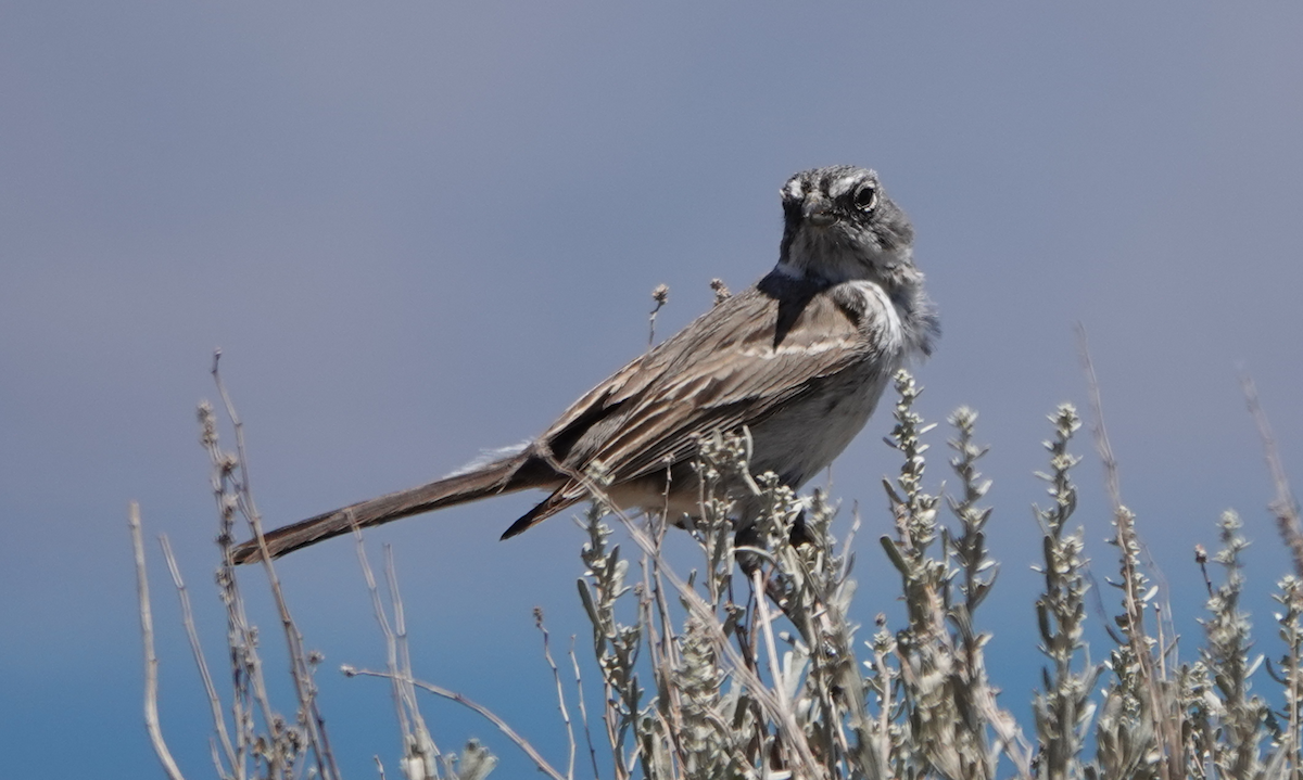 Sagebrush Sparrow - ML620467188