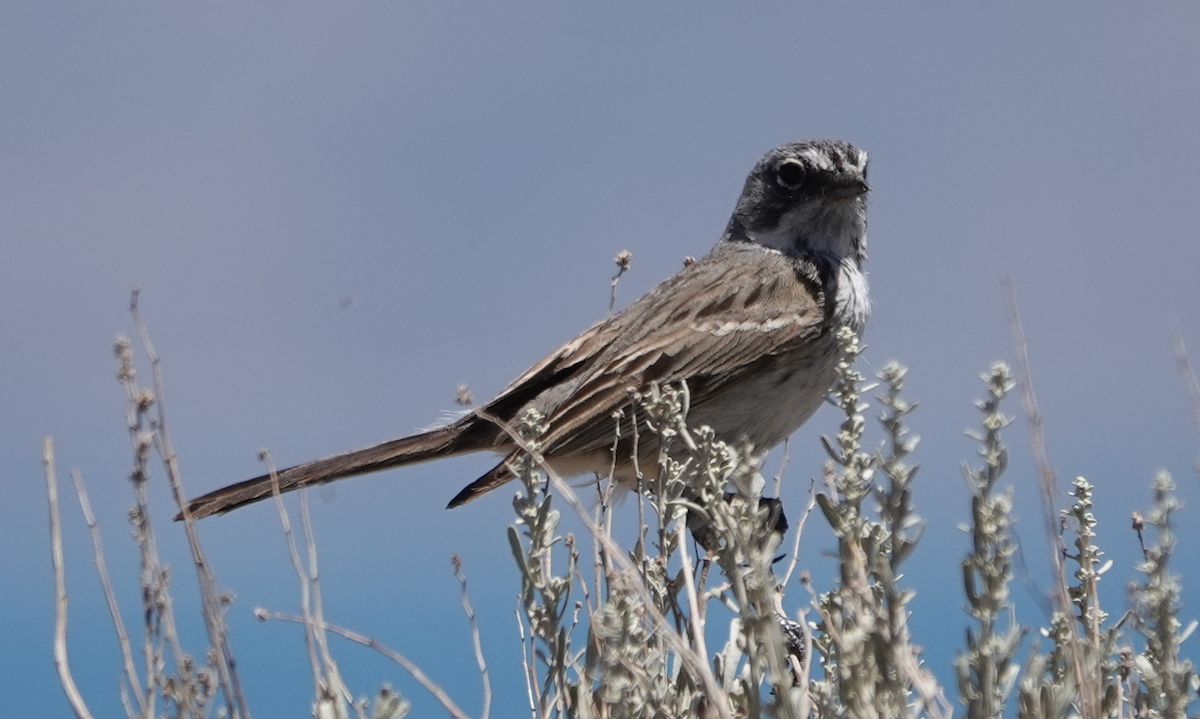 Sagebrush Sparrow - ML620467189